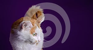 Cute tabby cat making funny face with mouth open on purple background.