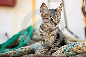 Cute Tabby Cat on Old Wooden Pallet and Worn Navy Ropes