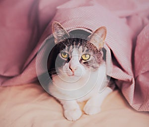 A cute tabby cat peacefully resting on a soft bed under a cozy pink blanket. It depicts the domestic pet\'s serene relaxation