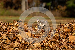 Cute tabby cat peeking over a leaf pile