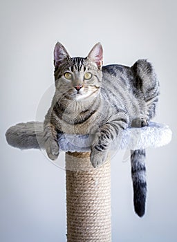 Cute tabby cat, pet animal