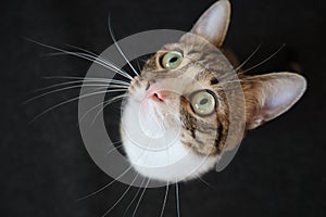 Cute Tabby Cat with a Pink Nose, White Paws, and Green Eyes Looks up