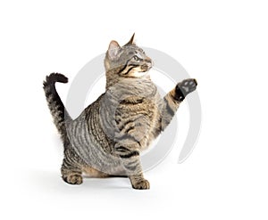 Cute tabby cat playing