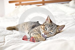 Cute tabby cat playing with eyeglasses on white blanket on the bed. Funny home pet. Concept of relaxing and cozy wellbeing. Sweet