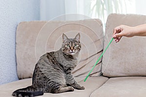 Cute tabby cat playing with a stick