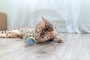 Cute tabby cat playing with a toy ball