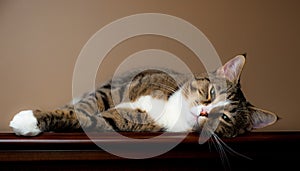 Cute tabby cat resting.