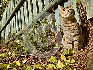 A cute tabby cat resting on the autumnal sun.