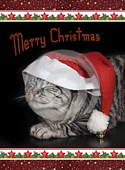 Cute tabby cat with saint nicholas cap, christmassy border, card photo