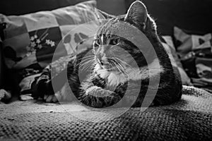 A cute tabby cat shot in black and white relaxing on a sofa