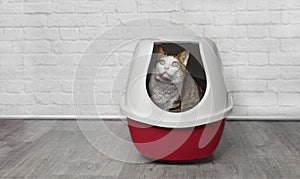 Cute tabby cat sit in a red litter box and look up