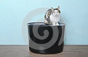 Cute tabby cat sitting on a black top-entry litter box and looking curious to the camera.