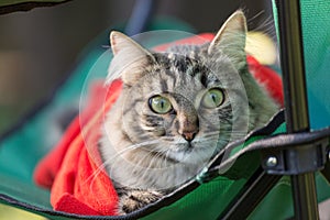 Cute tabby cat sitting on a chair