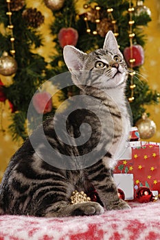 Cute tabby cat sitting in front of christmas decoration