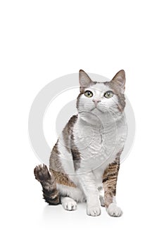 Tabby cat sitting and looking curious away - Isolated on white