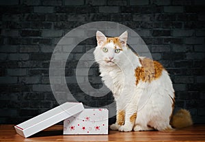 Cute tabby cat sitting next to a gift box and looking at camera.