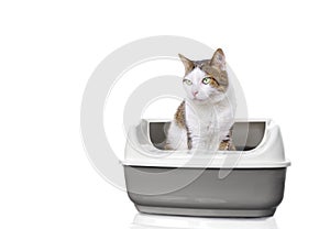 Cute tabby cat sitting in a open litter box