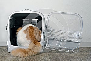 Cute tabby cat sitting in a open pet carrier.