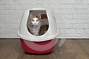 Cute tabby cat sitting in a red litter box and looking to the camera.