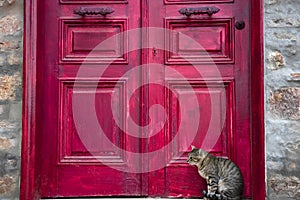 Cute Tabby Cat is Sitting Beside Red Wooden House Door