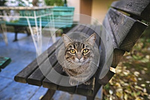 Cute tabby cat is sitting on wooden bench