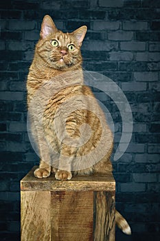 Cute tabby cat sitting on wooden column and looking funny away.