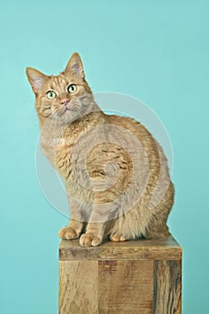 Cute tabby cat sitting on wooden column and looking funny at camera.