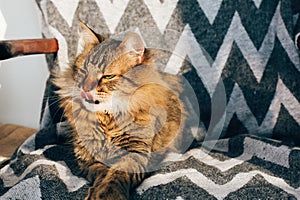 Cute tabby cat sitting and yawning in stylish chair in sunny room. Maine coon with green eyes and funny emotions relaxing and