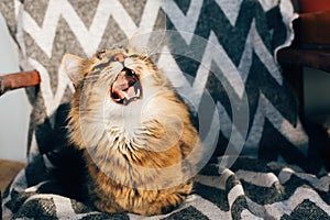 Cute tabby cat sitting and yawning in stylish chair in sunny room. Maine coon with green eyes and funny emotions relaxing in