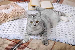 Cute tabby cat is sleeping in the bed on warm blanket. Cold autumn or winter weekend while reading a book and drinking warm coffee