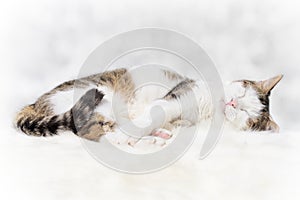 Cute tabby cat sleeping. Cloes-up portrait with copy space.