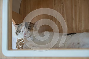 Cute tabby cat sleeping with rattan ball inside home shelf