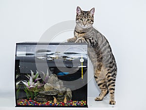 Cute tabby cat and a small fish tank. Animal natural instinct for fishing and hunting. Light wall background