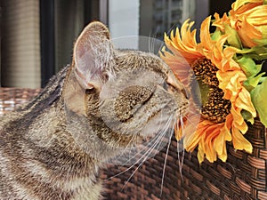 Cute tabby cat sniffing a sunflower close up