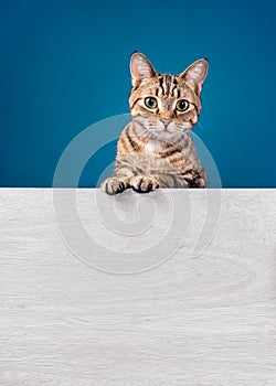 Cute tabby cat standing behind white message board on a blue background. Copy space for your text.