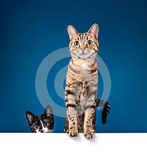 Cute tabby cat standing behind white message board on a blue background. Copy space for your text