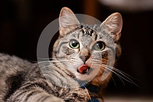 Cute tabby cat sticking her tongue out