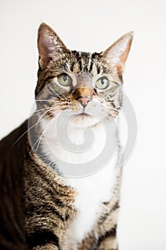 Cute tabby cat in studio with a white background