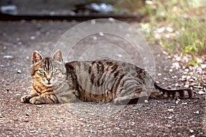 Cute tabby cat sunbathing at back yard.