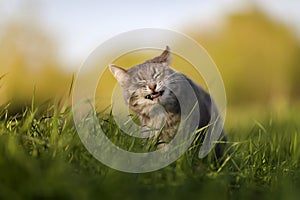 Cute tabby cat on a walk appetitiously eats fresh green grass in a spring sunny meadow