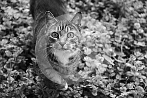 Cute tabby cat walking in the grass