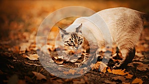 A cute tabby cat walks among yellow fallen leaves on an autumn day. A walk with a pet in the park