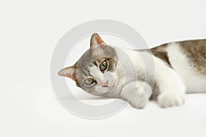 Cute tabby cat a white background.