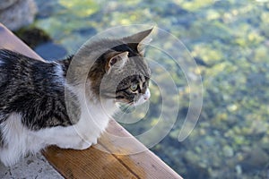 A Cute Tabby Cat with White Chest Sitting by the Sea in Pedi Harbor, Symi, Greece