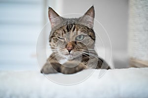 Cute tabby cat winking eye