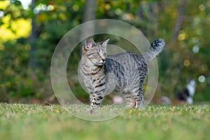 Cute tabby cat in a yard