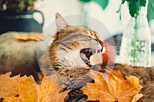 Cute tabby cat yawning, lying in autumn leaves on rustic table with pumpkins. Maine coon with green eyes and funny emotions