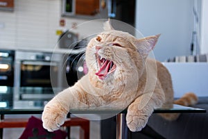 Cute tabby cat yawning on the table