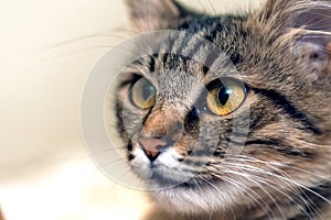 Cute tabby cat with yellow eyes and long whiskers. Close-up portrait of a beautiful cat