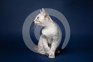 Cute tabby colorpoint kitten. Dark blue background